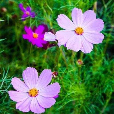 春节躺平模拟器游戏下载